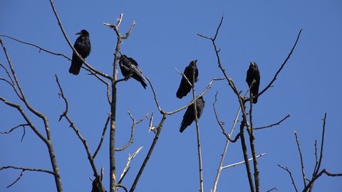 Crows on Branch, Flying Flock, Crowd of Raven in Tree, Black Bird, Birds Close up in Summer Nature, Natural Environment