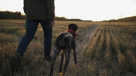 A young man walks in a field with his dog at sunset in autumn. Devoted and loving dog breed Kurtzhaar follows close to his master.