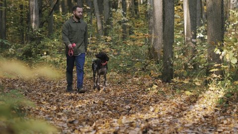 A young man in jeans and shirt khaki walking with a dog breed kurzhaar in the autumn forest. Concept: man's best friend. Morning walk with a dog in the autumn forest.