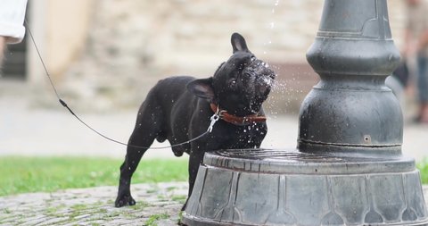 french bulldog drinking water in the park.