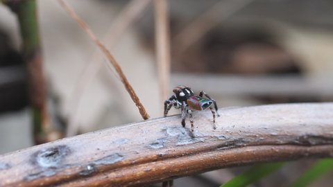 high frame rate rear view of a male maratus volans courtship display- M. volans is an australian peacock spider