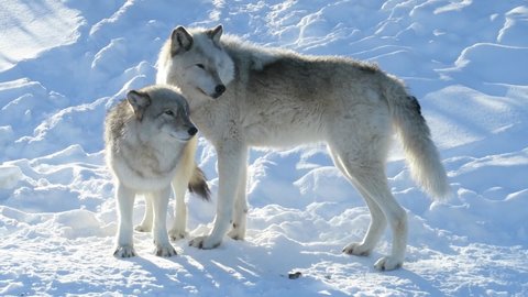 Two american wolfes playing in the snow