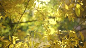 Bright yellow autumnal tree leaves growing outdoors. Beautiful natural 4k video bokeh.