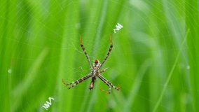 A spider is manipulating in a rice field.