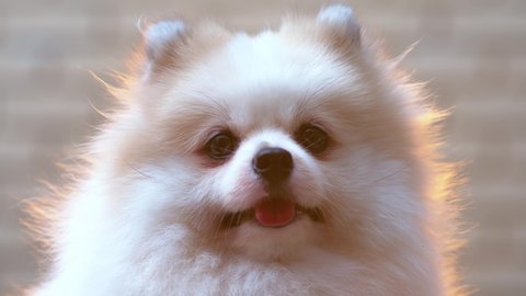 close up pomeranian white puppy dog with happy tongue face