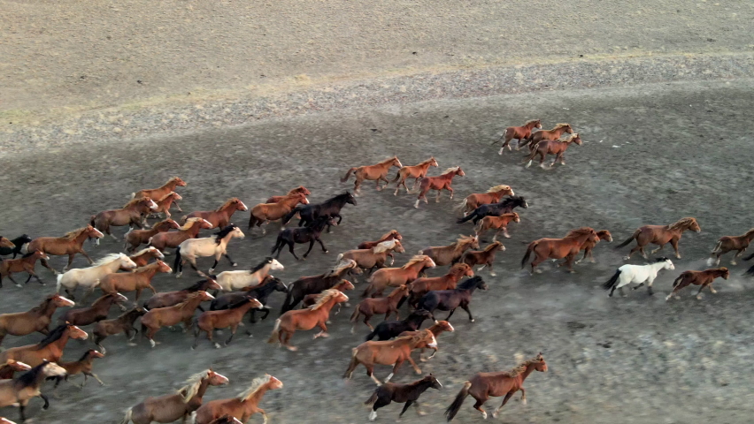Wild Horses Running. Herd of horses, mustangs running on steppes to river. 4k hdr slow motion | Shutterstock HD Video #1060697392