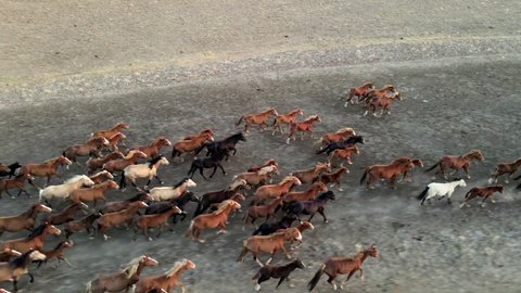 Wild Horses Running. Herd of horses, mustangs running on steppes to river. 4k hdr slow motion