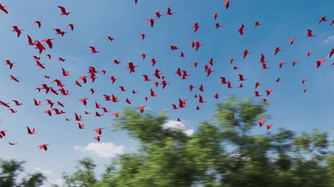 Low-angle shot of a large group of flying scarlet ibises, Eudocimus ruber on blue sky background
