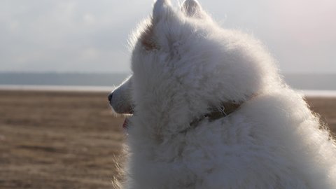 The dog sits on the shore of the sand near the ocean and the wind develops its fur. Samoyed Laika white dog of insane beauty with a sunny day in nature.
