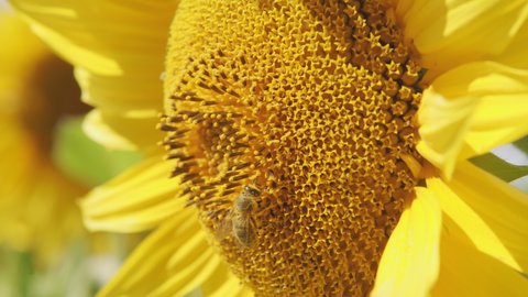 Close up on sunflower and bee. Cultivation of sunflowers. Organic sunflowers are growing on the big plantation.