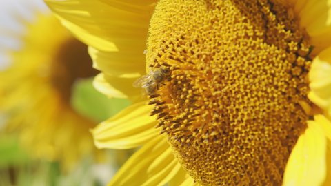 Close up on sunflower and bee. Sunflowers swaying in the wind. Agricultural industry, production of sunflower oil, honey.