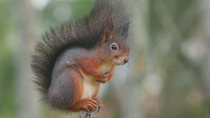 red squirrel animal watching alerted turn head into camera turning jump away