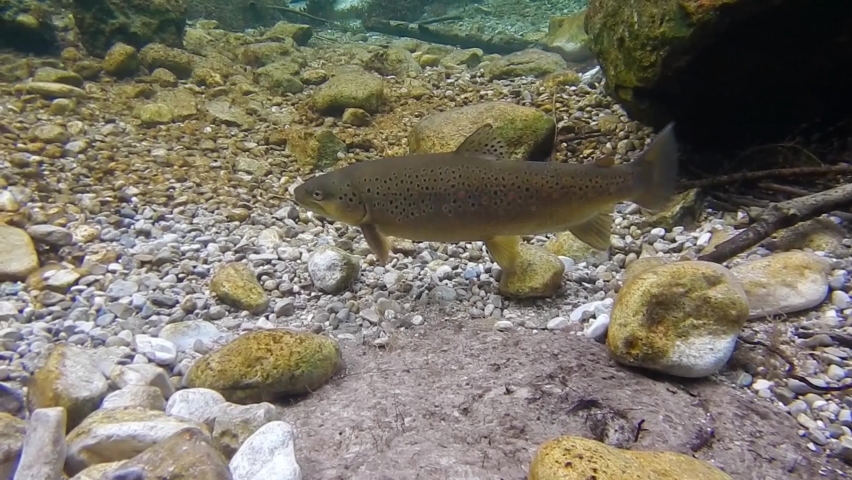 Brown trouts in preparation for spawning | Shutterstock HD Video #1060704436