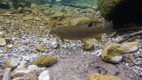 Brown trouts in preparation for spawning