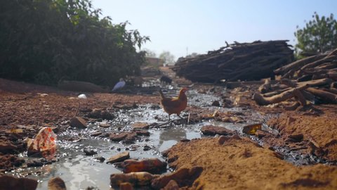 Low following shot of a sewer waste water creek with plastic and animals like chickens and ducks drinking form the dirty water in poor African jungle desert village 50 fps