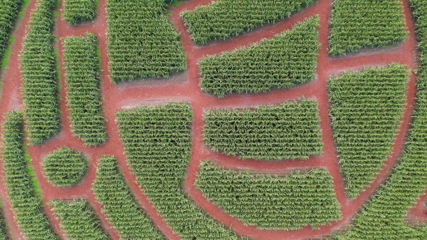 Aerial /drone footage of a corn labyrinth / maze and pumpkin patch on a family farm in King County, near Seattle, Washington