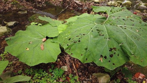 Huge leaves of Japanese Butterbur, one eaten by insects are swayed by the wind around wetland of mountain stream. Consequences of pests in the nature.