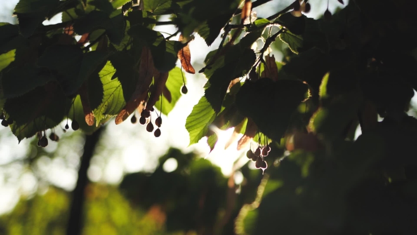 Closeup view video of beautiful fresh green leaves of linden trees with bursting through branches and foliage magic soft sunset sun light and sunflares Royalty-Free Stock Footage #1060710739