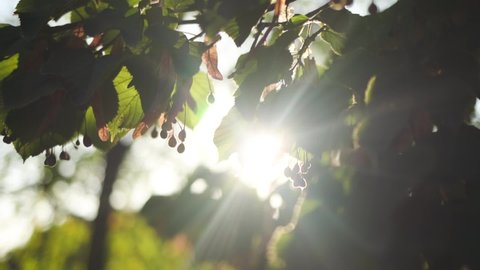 Closeup view video of beautiful fresh green leaves of linden trees with bursting through branches and foliage magic soft sunset sun light and sunflares