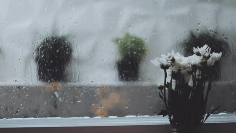 White flower behind wet window, rainy day.