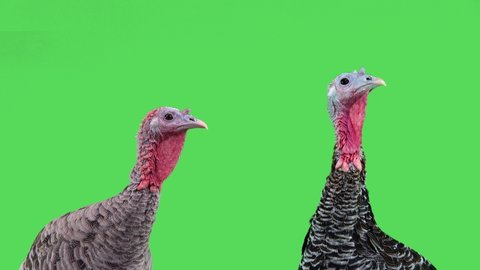 gray turkey and a black  female turkey look in different directions on Thanksgiving.