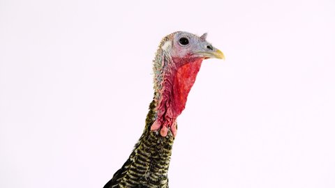 Raises his head then hides and raises his head again. female turkey isolated on white screen.
