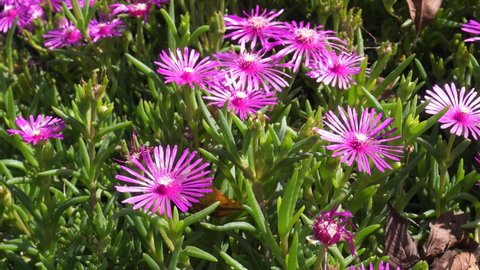 Carpobrotus Edulis Mesembryanthemum Edule Groundcreeping Plant Stock  Footage Video (100% Royalty-free) 1038574202 | Shutterstock