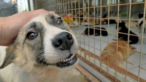 Close-up of male hand petting caged stray dog in pet shelter. People, Animals, Volunteering And Helping Concept. - Powered by Shutterstock - Get 15% off with code: PIKWIZARD15