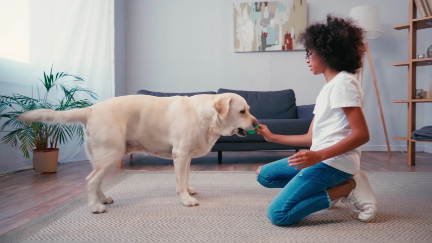 Side view of african american girl teasing and throwing ball to dog at home | Shutterstock HD Video #1060722289