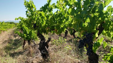 slow pan view of beautiful landscape of vineyard in rhone valley france
