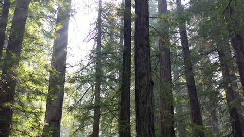 A beautiful old-growth Redwood forest grows in Humboldt, California. Redwood trees, Sequoia sempervirens, are among the tallest and most massive tree species on the planet.
