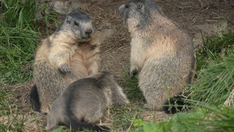 Alpine marmots arguing together, Europe