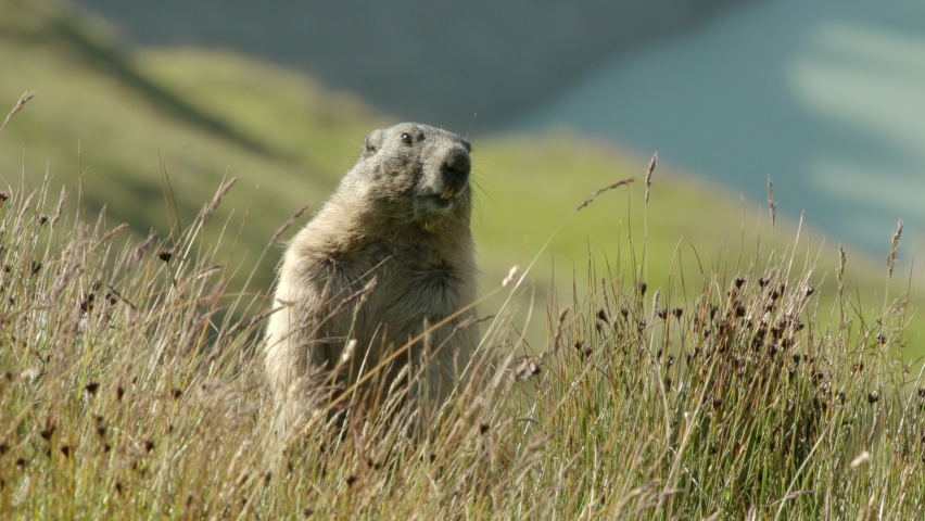 Alpine marmot standing on two legs looking around, Europe