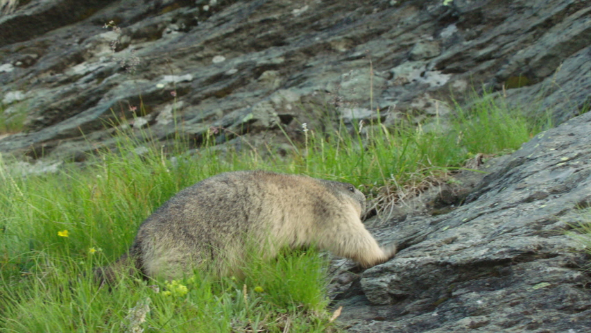 Alpine marmot climbing rocks, Europe