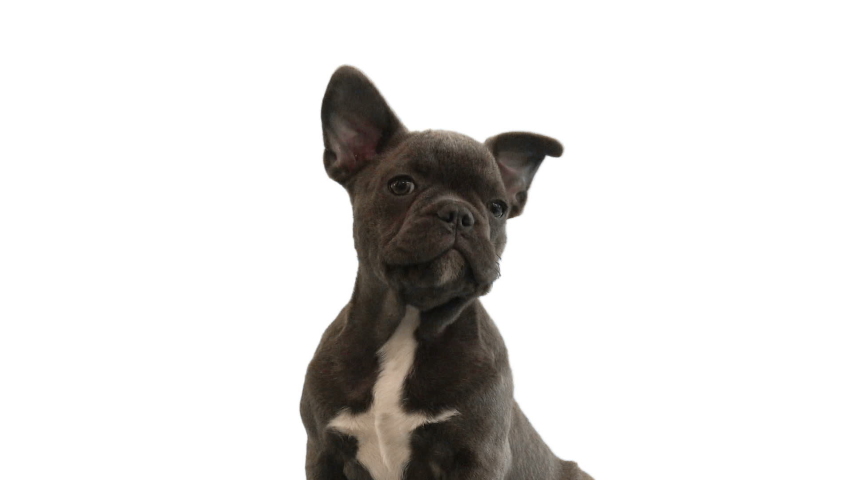 funny french bulldog white background Royalty-Free Stock Footage #1060730020