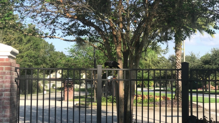 A black raven on a wall is calling friends