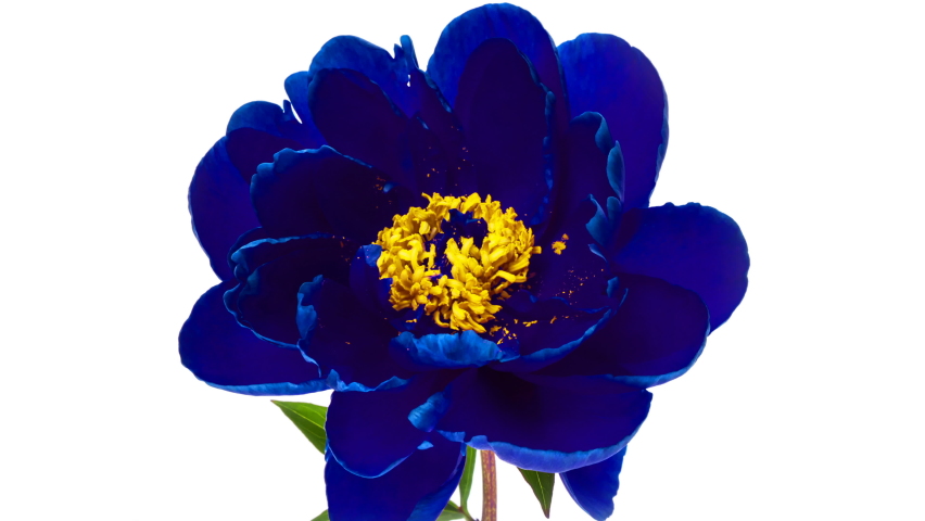 Timelapse of spectacular beautiful blue peony flower blooming on white background. Blooming peony flower open, time lapse, close-up. Wedding backdrop, Valentine's Day concept. 4K UHD video timelapse | Shutterstock HD Video #1060735063
