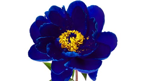 Timelapse of spectacular beautiful blue peony flower blooming on white background. Blooming peony flower open, time lapse, close-up. Wedding backdrop, Valentine's Day concept. 4K UHD video timelapse