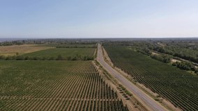 Fly away on a drone from vineyards