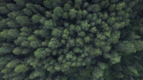 Early autumn in forest aerial top view. Mixed forest, green conifers, deciduous trees with yellow leaves. Fall colors countryside woodland. Drone zoom out spins above colorful texture in nature