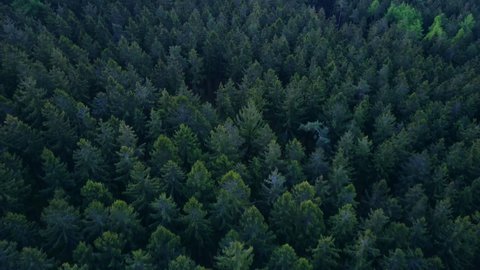 Dense Forest in Beautiful rich Green color at Dusk in Germany, Generic Aerial Birds Eye Overhead Top Down Aerial, Dolly forward tilt downの動画素材