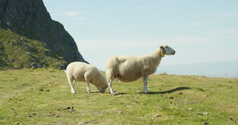 Mother sheep with lamb in profile looking at ocean on Norway arctic coastline