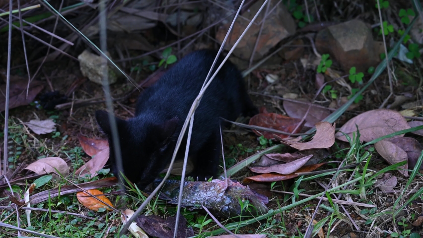 Feral Cat eating a Tilapia; a young black Feral Cat hungrily eating a Tilapia fish starting from the tail under a bush, it also tried to defend its food from other kittens.