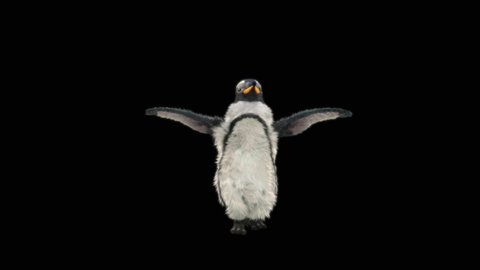penguin Dancing CG fur 3d rendering animal realistic CGI VFX Animation  Loop alpha dance composition 3d mapping, Included in the end of the clip with luma matte.