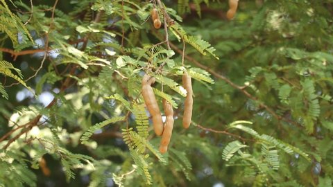 Tamarind hanging on the tree, Asian fruits, Fresh tamarind fruit on the tree