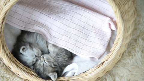 Cute tabby kittens sleeping and hugging in a basket and kicking blanket