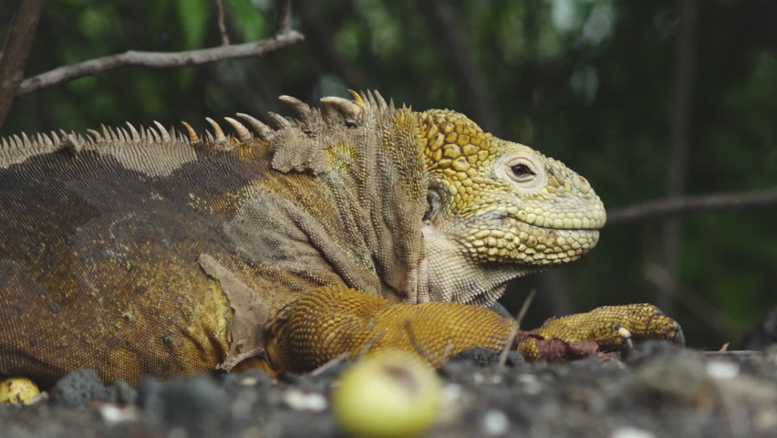 Yellow Land Iguana Resting on Ground Shedding Skin with Poison Apples from Manchineel Tree on Isabela Island, Galapagos