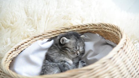 Cute tabby kitten sleeping in a basket