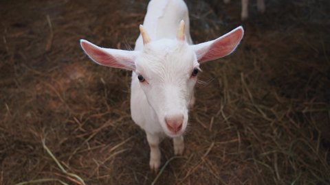 Close-up portrait of domestic cute white beautiful baby goat with large ears staring at camera. Stable. Farmland. Agriculture and animals.