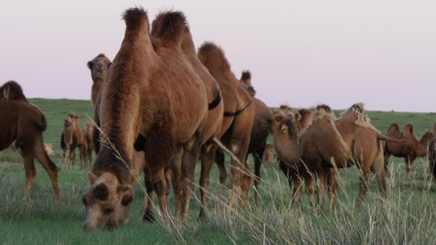 Camels graze in the forest steppe on a bright autumn evening. 库存视频